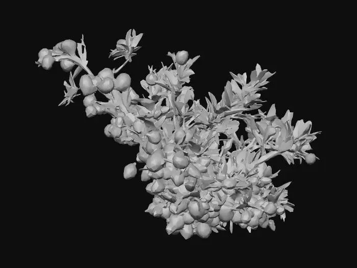 3D model for Dark woody stem bristling with crimson-tipped thorns. Small, dense clusters of deep red berries nestle between the thorns. The leaves are narrow, almost black-green with red edges. Looks hostile.