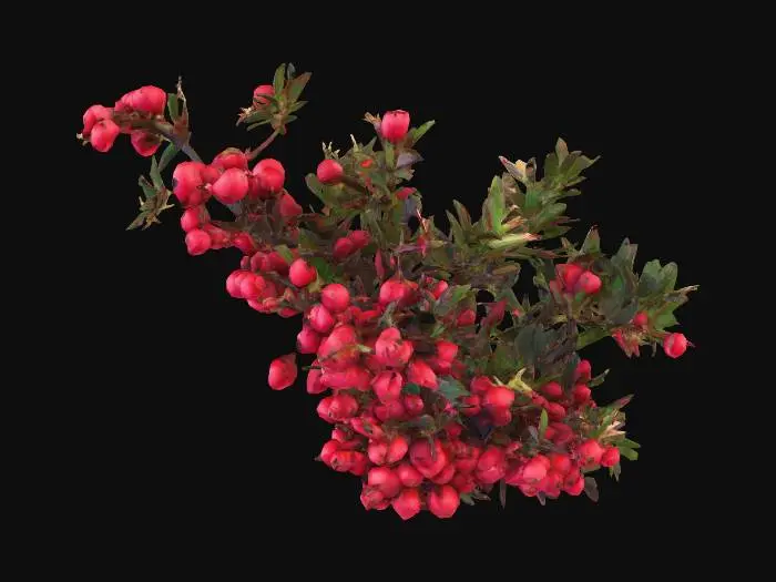 3D model for Dark woody stem bristling with crimson-tipped thorns. Small, dense clusters of deep red berries nestle between the thorns. The leaves are narrow, almost black-green with red edges. Looks hostile.
