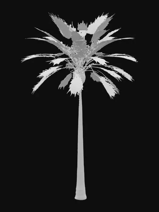 3D model for Palm tree with unlit texture, flat lighting, with albedo map only, no lighting information baked in.