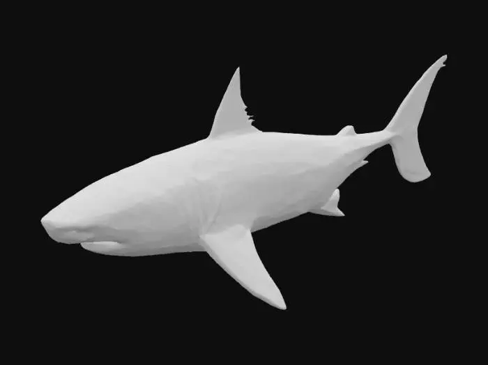 3D model for Great White Shark Illustration