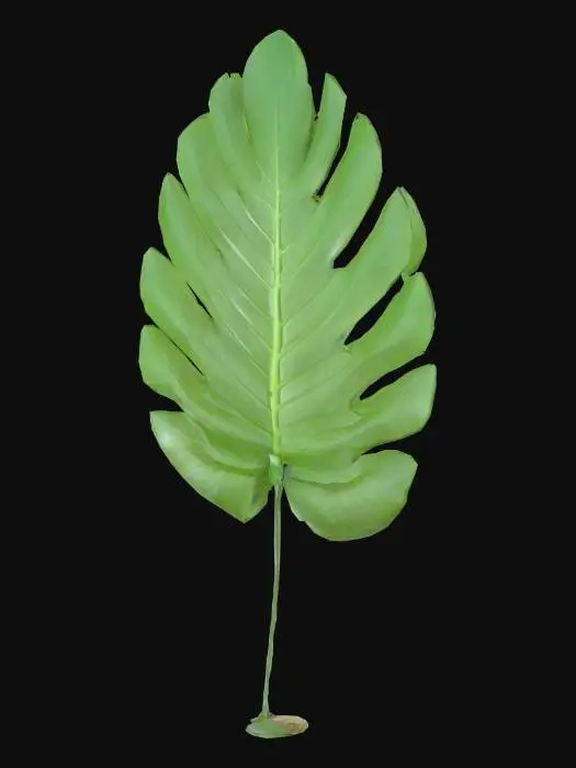 3D model for Green Monstera Leaf