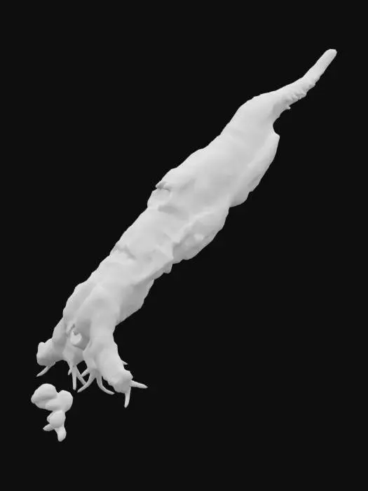 3D model for Rotaria citrina is a tiny, translucent yellow rotifer with a flexible body and a retractable, ciliated head. It moves by swimming with cilia or creeping inchworm-like using its adhesive foot.