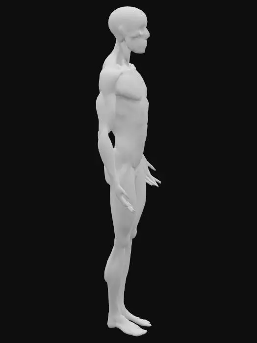 3D model for Anatomical Figure