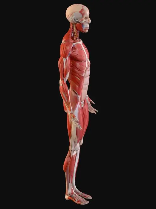 3D model for Anatomical Figure