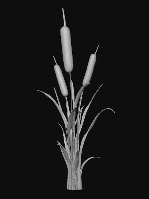 3D model for Cattail Cluster