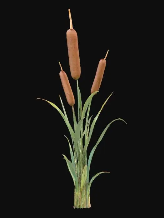 3D model for Cattail Cluster