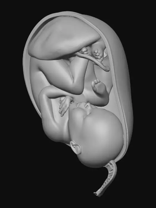 3D model for Fetal Development Model