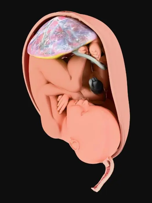 3D model for Fetal Development Model