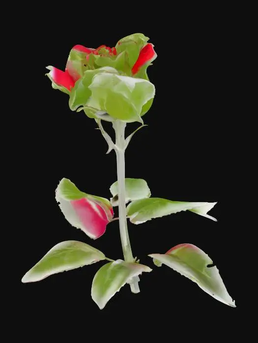 3D model for Rose