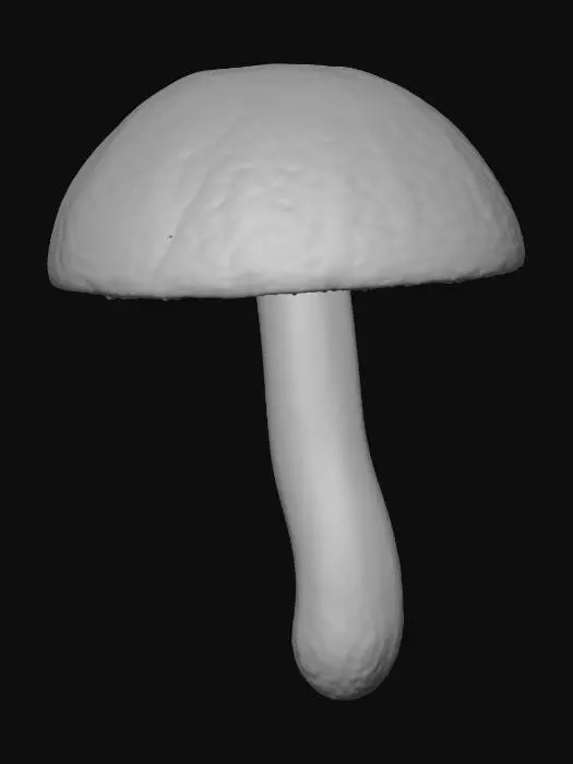 3D model for Mushroom Discovery