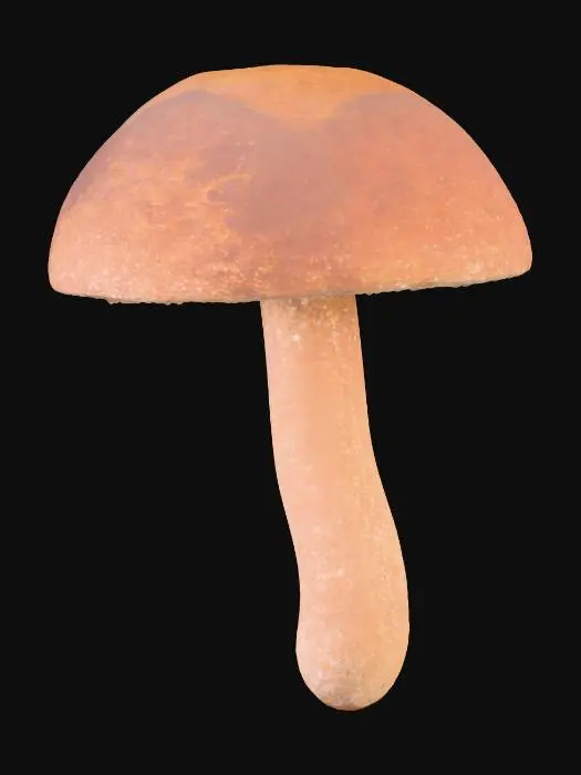 3D model for Mushroom Discovery