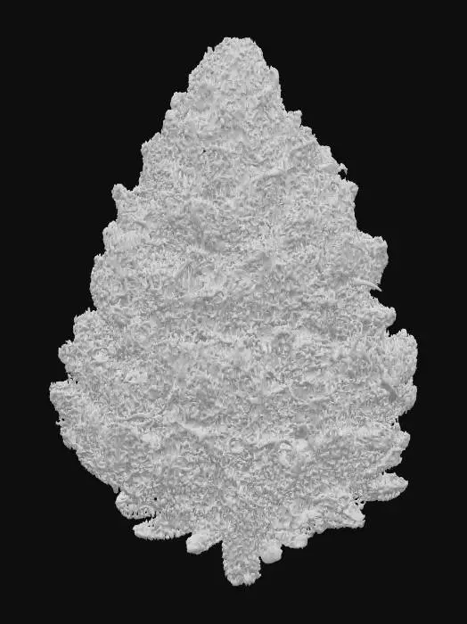 3D model for Green Kush