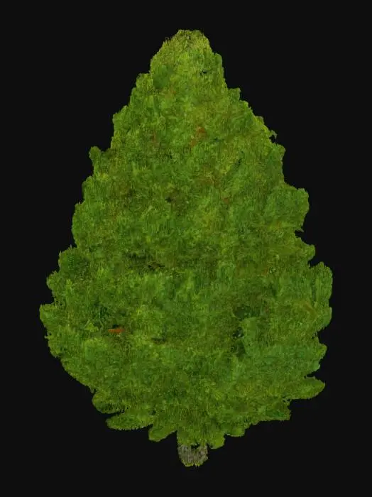 3D model for Green Kush