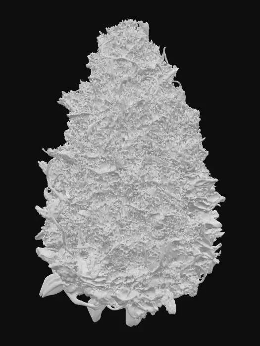 3D model for Purple Dream