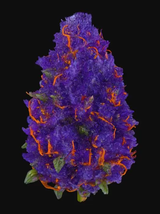 3D model for Purple Dream