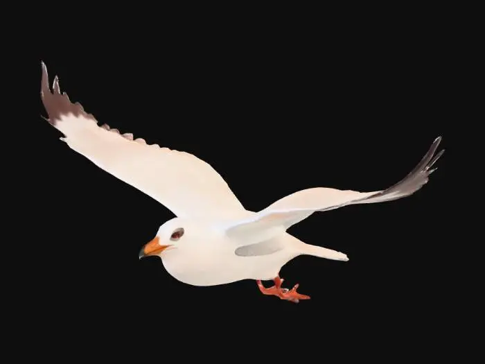 3D model for Flying Seagull