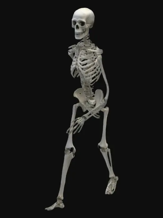 3D model for A simple unarmared skelington 