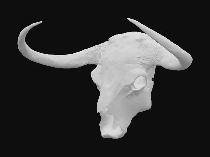 3D model for Bison Skull Majesty