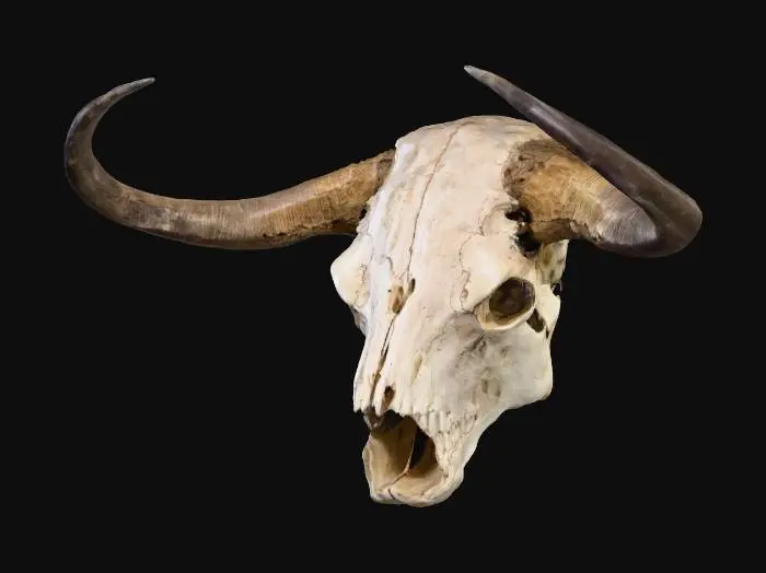 3D model for Bison Skull Majesty