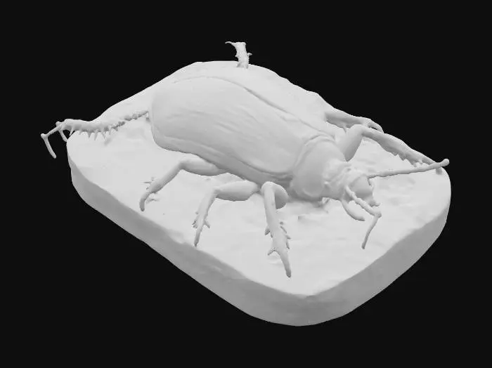 3D model for Fossil Beetle Specimen