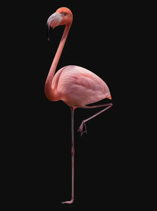 3D model for Flamingo