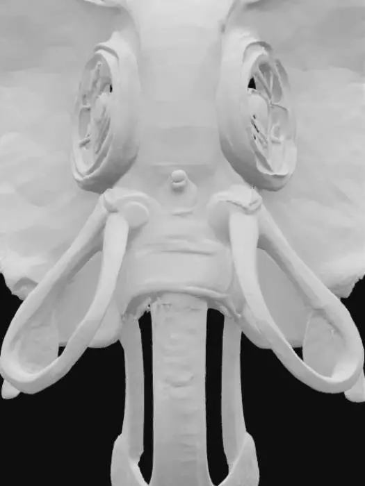 3D model for Elephant Graffiti