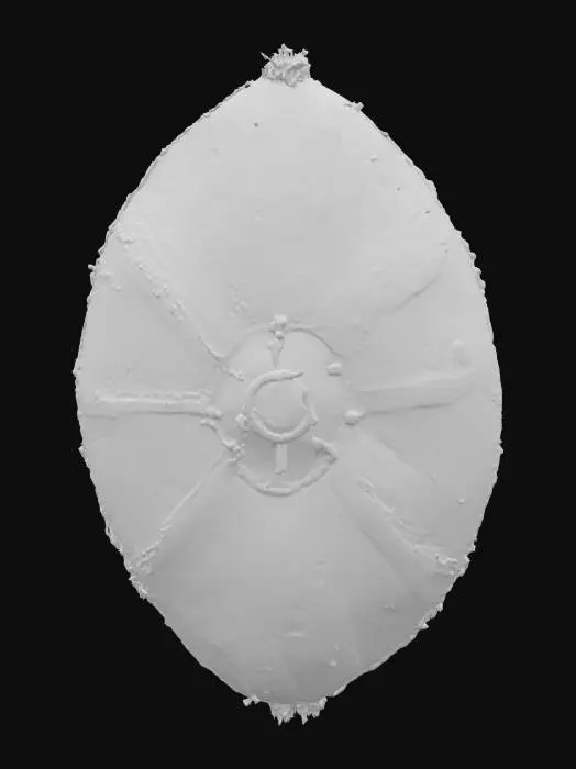 3D model for Zulu Shield Fantasia