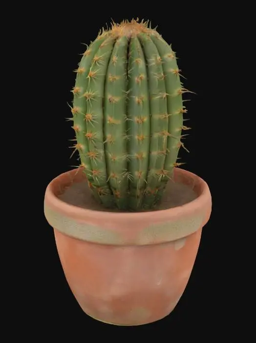 3D model for Cactus in a Clay Pot