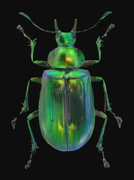 3D model for Emerald Jewel Beetle