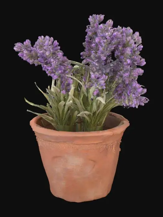 3D model for Lavender in Clay Pot
