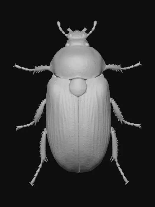 3D model for Iridescent Jewel Beetle