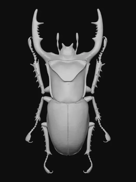 3D model for Stag Beetle Majesty