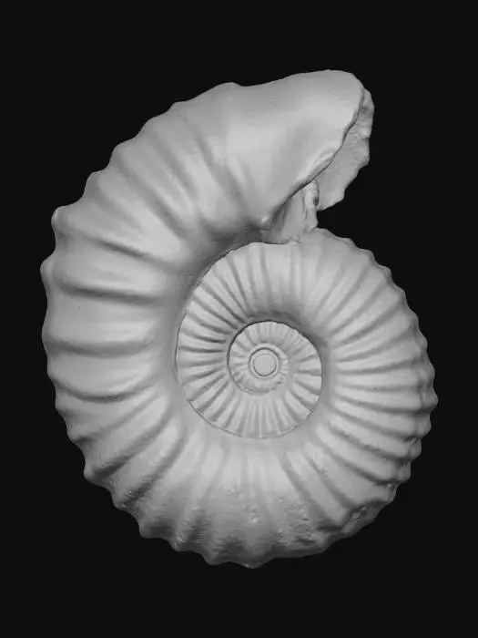 3D model for Ammonite Spiral