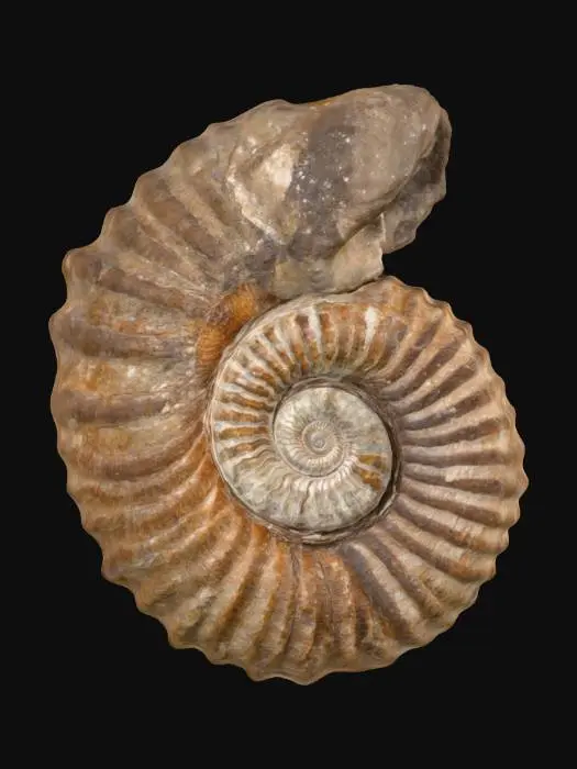 3D model for Ammonite Spiral