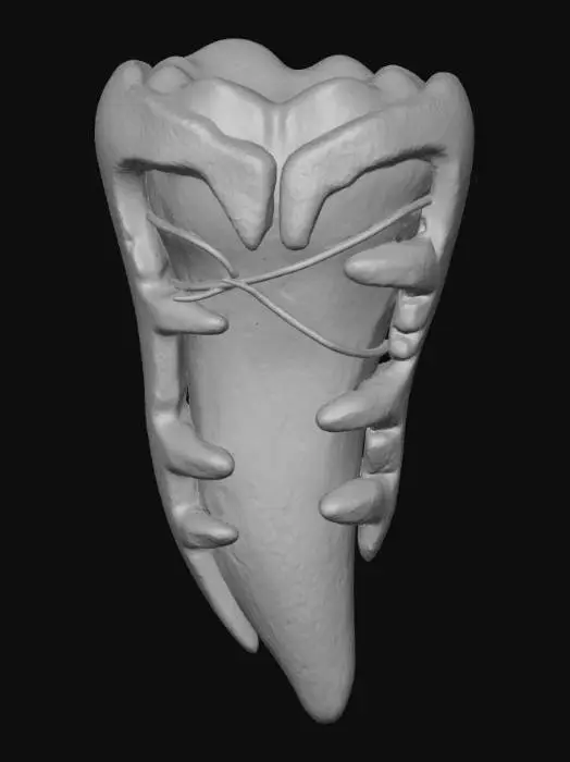 3D model for Fossil Fang Artifact