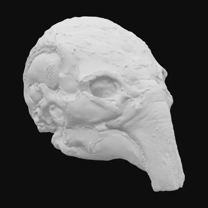 3D model for Alien Skull Artifact