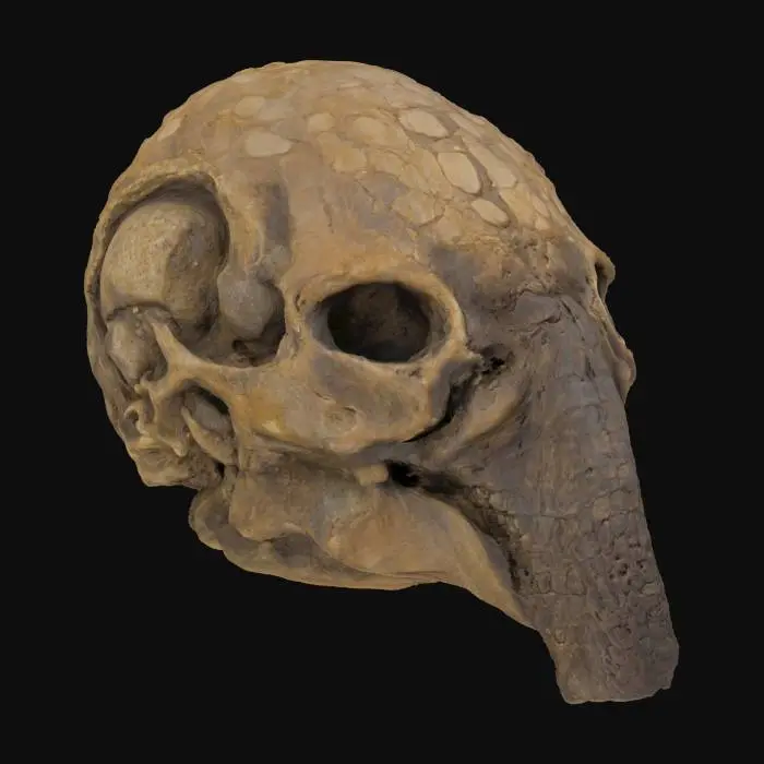 3D model for Alien Skull Artifact