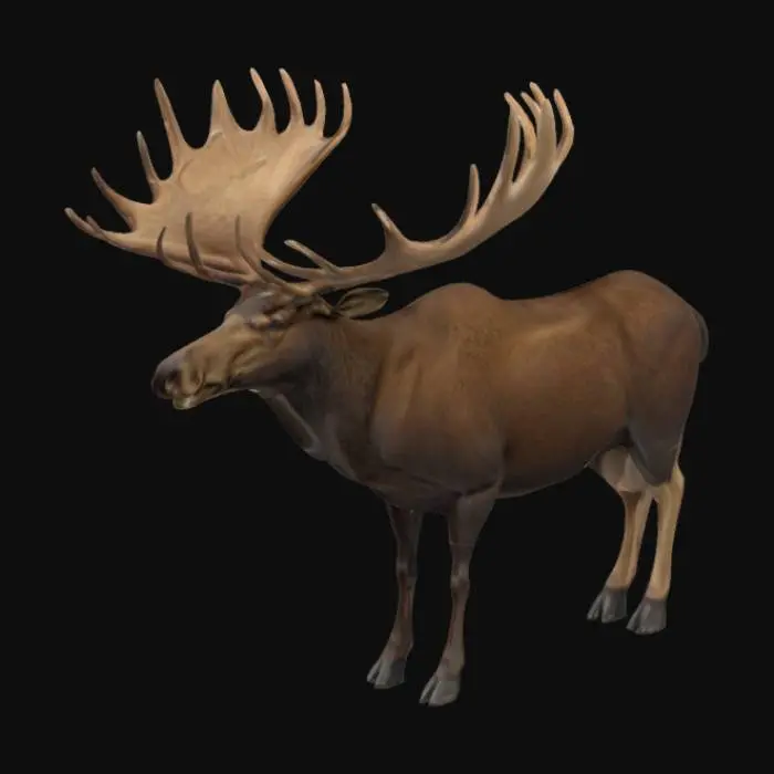 3D model for Ultra-realistic 3D model of a North American moose (Alces alces), full-body, standing in a neutral, symmetrical pose with legs evenly positioned and head facing forward. Anatomically accurate proportions, including muscular structure, long legs, broad snout, large dewlap, and detailed antlers. True-to-life fur texture with proper coloration — dark brown body, lighter legs, and subtle variation across the coat. High-resolution textures and realistic surface details, including fur direction, skin folds, and antler surface roughness. The model should reflect scientific accuracy and be suitable for close-up rendering in natural lighting. No stylization or exaggeration — pure biological realism