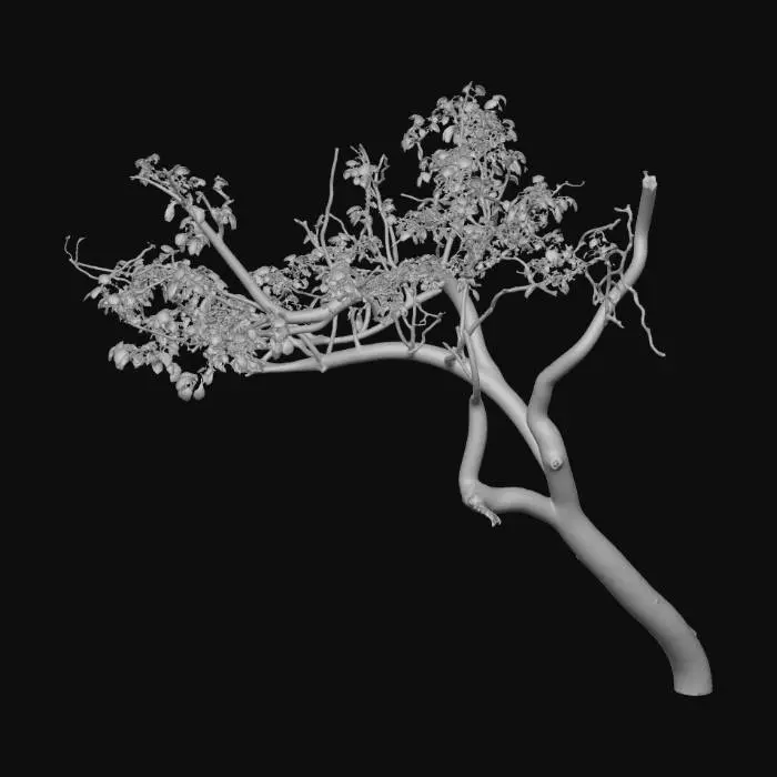 3D model for crooked apple tree