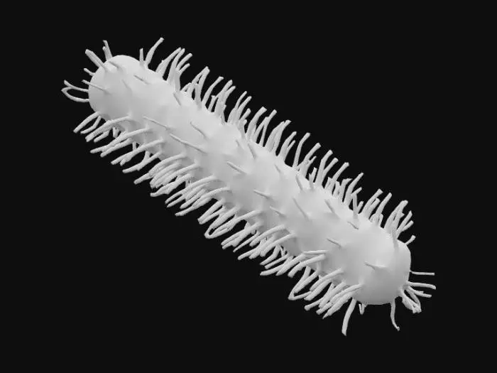 3D model for coli forme