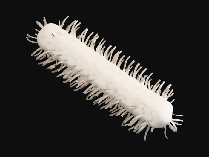 3D model for coli forme