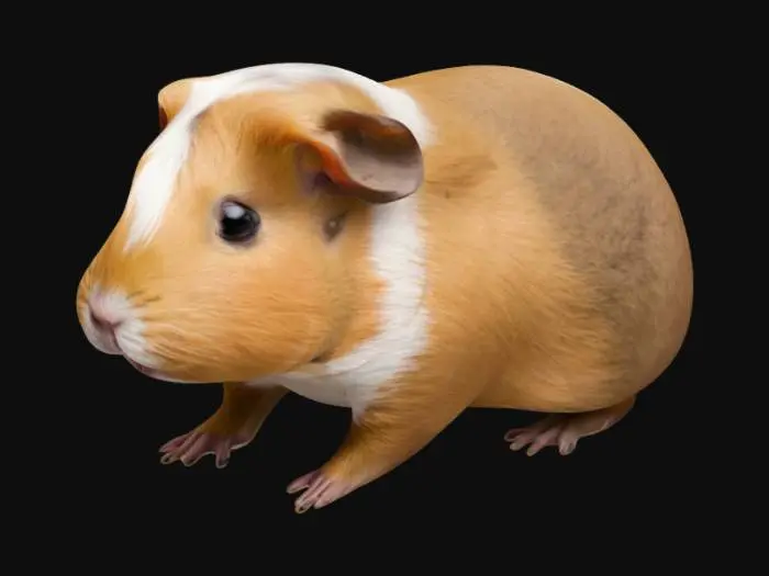 3D model for a cute guinea pig, chipmunk style