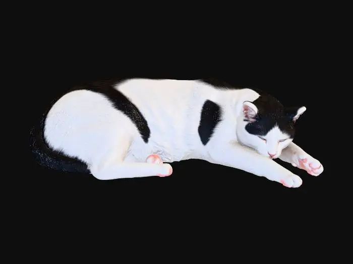 3D model for My Cat  Tacco sleeping well