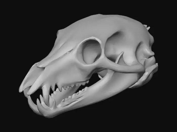 3D model for Fox Skull Old and bloody