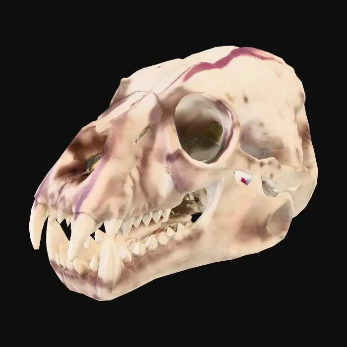 3D model for Brown Bear Skull Old and bloody