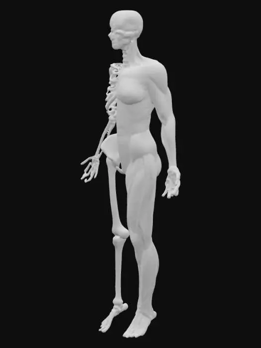 3D model for Anatomical Contrast