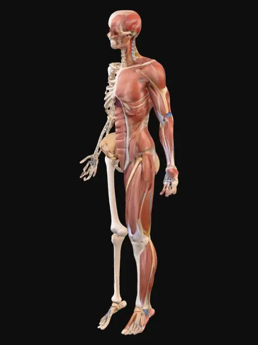 3D model for Anatomical Contrast