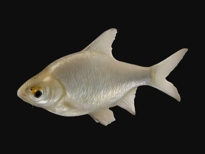3D model for Silver Fish in Profile