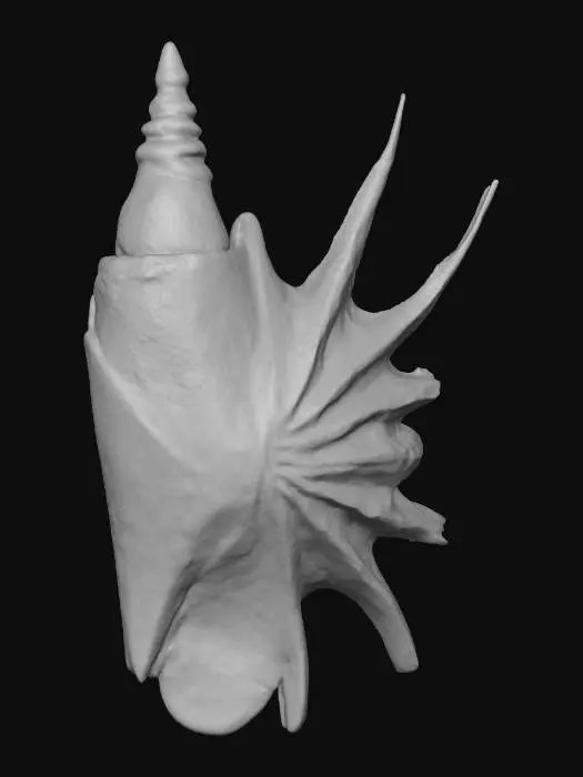 3D model for Marble Conch Shell Sculpture