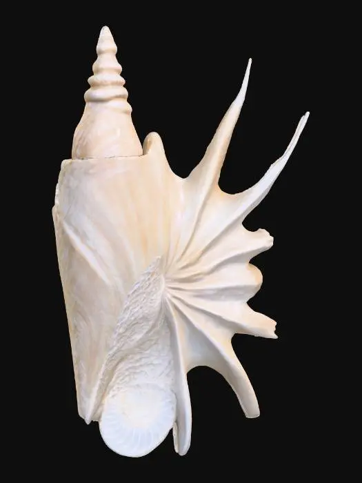 3D model for Marble Conch Shell Sculpture